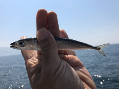 小鯖入れ食い大漁