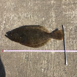 なぜかヒラメが〜〜