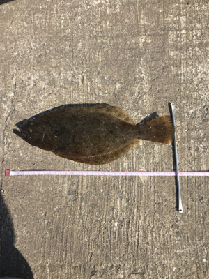 なぜかヒラメが〜〜