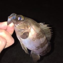 明石メバリング