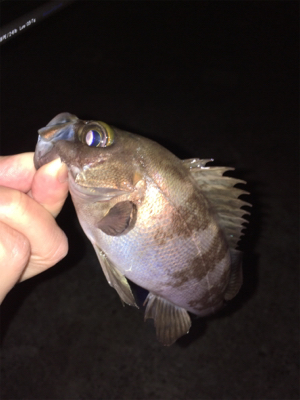 明石メバリング