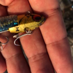 やっと近所で釣れ出した♫