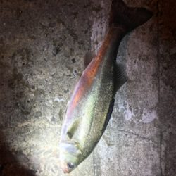 シーバス乱舞！！