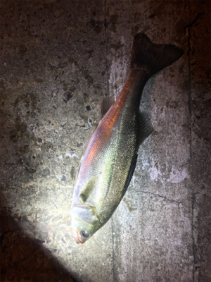 シーバス乱舞！！