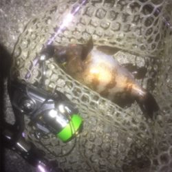 メバルリング病