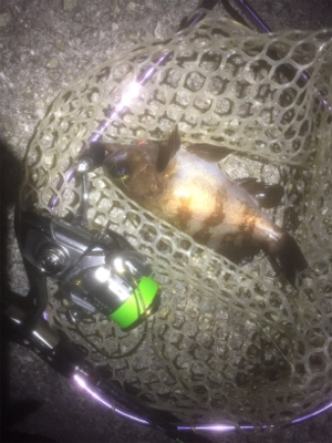 メバルリング病