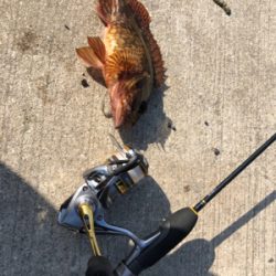 ガシラばっかー