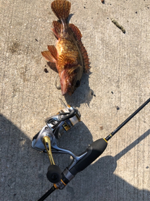 ガシラばっかー