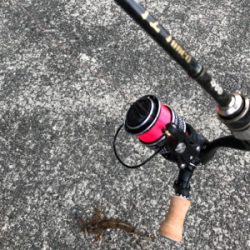 デイアジングが、、、