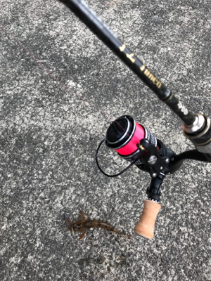 デイアジングが、、、