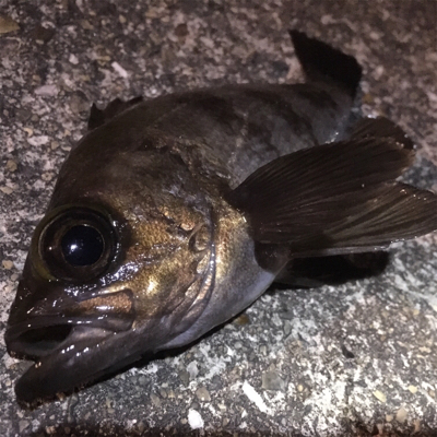 久々の釣りです。果たして釣果は？