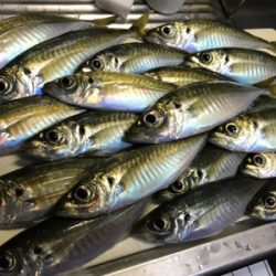 デイからちょいナイト(釣行 其の拾九)