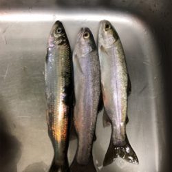 ニシン狙いからのトラウト