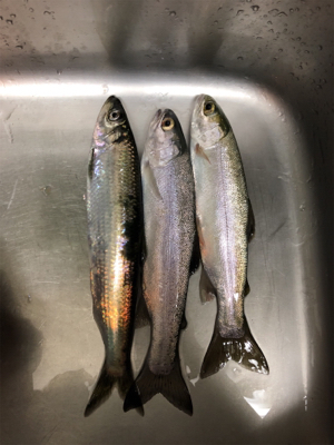 ニシン狙いからのトラウト