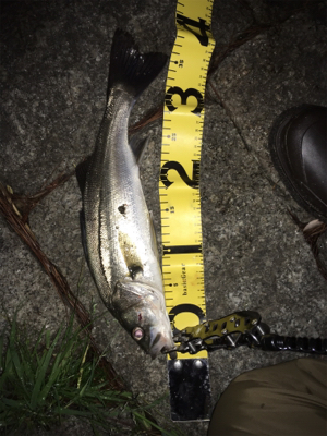 シーバス釣行④