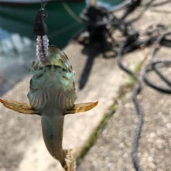 アナハゼメインで狙ってみた