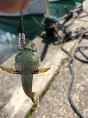 アナハゼメインで狙ってみた