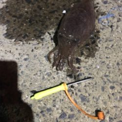 コウイカ釣行