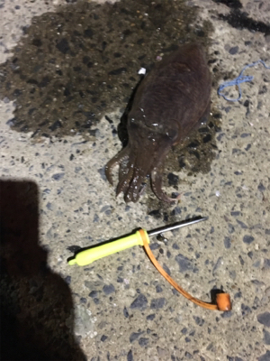 コウイカ釣行