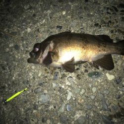 アジング メバリング