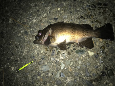 アジング メバリング