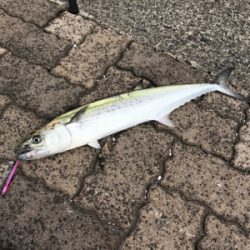 春のサゴシ祭り