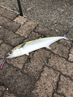 春のサゴシ祭り