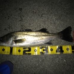 四日市バチパターン