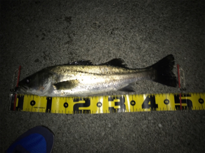 四日市バチパターン