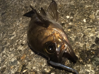 昨夜に引き続き、今夜の釣果は？