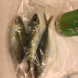 アジング メバリング