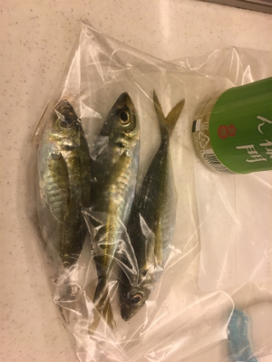 アジング メバリング