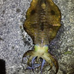 諦めムードからの