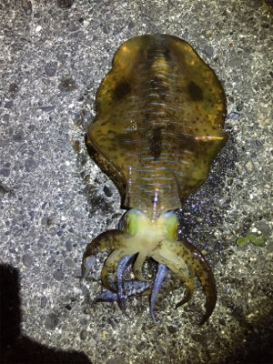 諦めムードからの