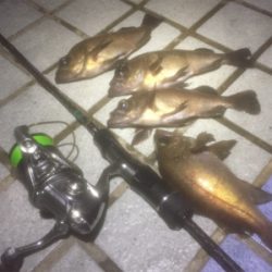 釣れれば牛乳パックサイズ!