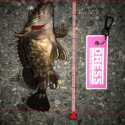 メバル活性低し