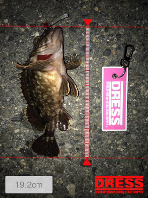 メバル活性低し