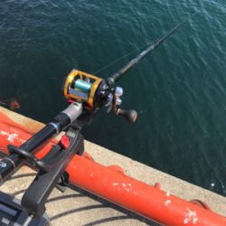 今年第1号（≧∇≦）