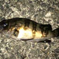 何処にいった！？