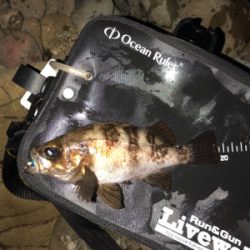 第5回鳴門メバルカップ