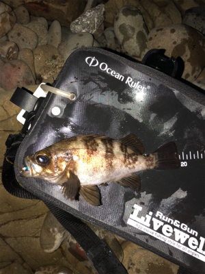 第5回鳴門メバルカップ