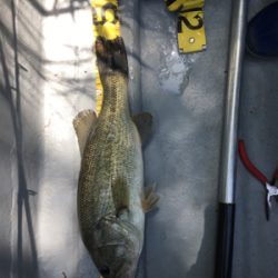 釣りをするにはいい季節になりましたね