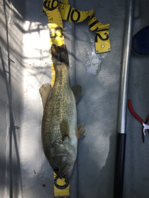 釣りをするにはいい季節になりましたね