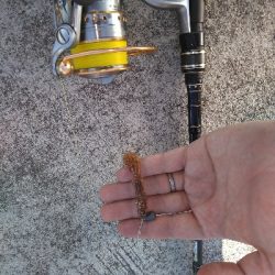 漁港岸の落とし込みで良型ガシラGET