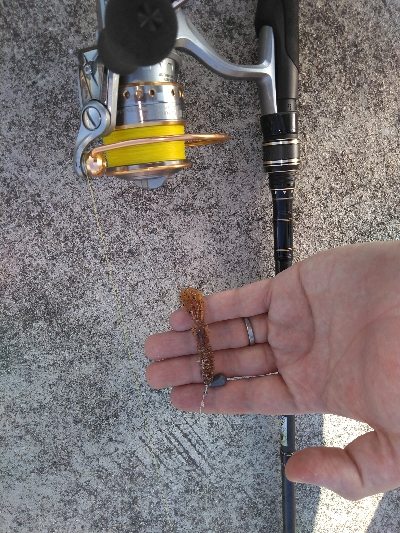 漁港岸の落とし込みで良型ガシラGET