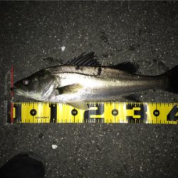 四日市バチパターン