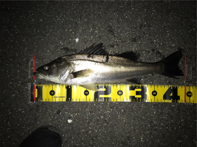 四日市バチパターン