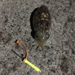 コウイカ釣行