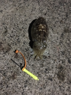 コウイカ釣行
