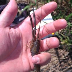 矢上川テナガエビ釣行